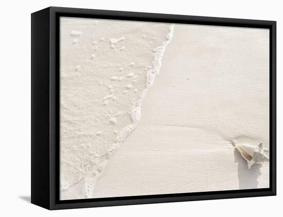 Conch Shell Washed Up on Grace Bay Beach, Providenciales, Turks and Caicos Islands, West Indies-Kim Walker-Framed Stretched Canvas