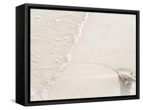 Conch Shell Washed Up on Grace Bay Beach, Providenciales, Turks and Caicos Islands, West Indies-Kim Walker-Framed Stretched Canvas
