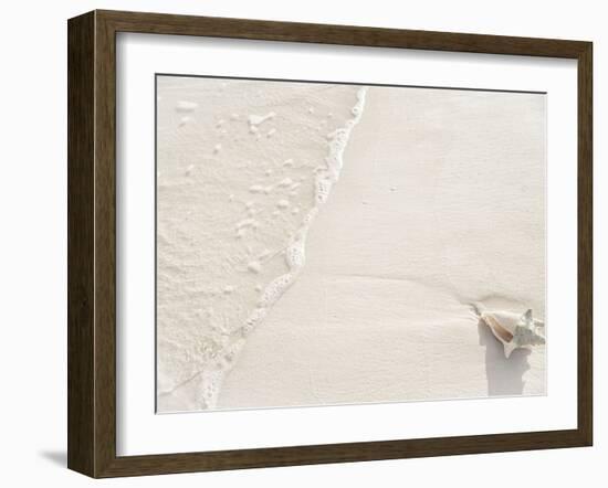 Conch Shell Washed Up on Grace Bay Beach, Providenciales, Turks and Caicos Islands, West Indies-Kim Walker-Framed Photographic Print