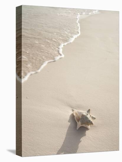 Conch Shell Washed Up on Grace Bay Beach, Providenciales, Turks and Caicos Islands, West Indies-Kim Walker-Stretched Canvas