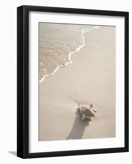 Conch Shell Washed Up on Grace Bay Beach, Providenciales, Turks and Caicos Islands, West Indies-Kim Walker-Framed Photographic Print