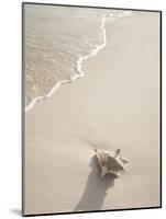 Conch Shell Washed Up on Grace Bay Beach, Providenciales, Turks and Caicos Islands, West Indies-Kim Walker-Mounted Photographic Print