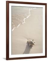 Conch Shell Washed Up on Grace Bay Beach, Providenciales, Turks and Caicos Islands, West Indies-Kim Walker-Framed Photographic Print