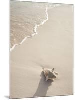 Conch Shell Washed Up on Grace Bay Beach, Providenciales, Turks and Caicos Islands, West Indies-Kim Walker-Mounted Photographic Print