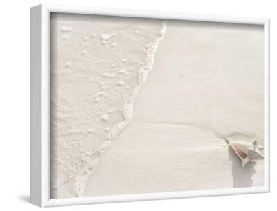 'Conch Shell Washed Up on Grace Bay Beach, Providenciales, Turks and ...