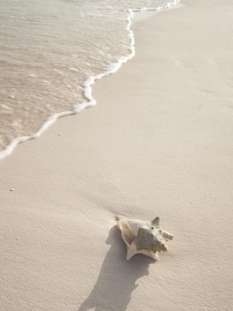 'Conch Shell Washed Up on Grace Bay Beach, Providenciales, Turks and ...