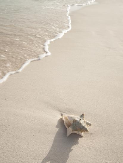 'Conch Shell Washed Up on Grace Bay Beach, Providenciales, Turks and ...