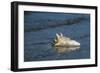 Conch Shell-null-Framed Giclee Print