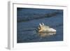 Conch Shell-null-Framed Giclee Print