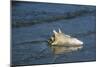 Conch Shell-null-Mounted Giclee Print