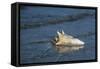 Conch Shell-null-Framed Stretched Canvas