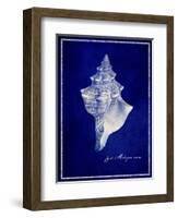 Conch Shell-GI ArtLab-Framed Giclee Print