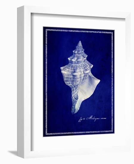 Conch Shell-GI ArtLab-Framed Giclee Print