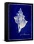 Conch Shell-GI ArtLab-Framed Stretched Canvas