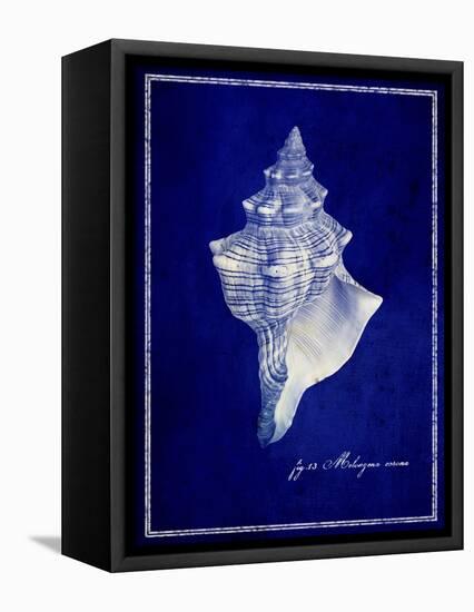 Conch Shell-GI ArtLab-Framed Stretched Canvas