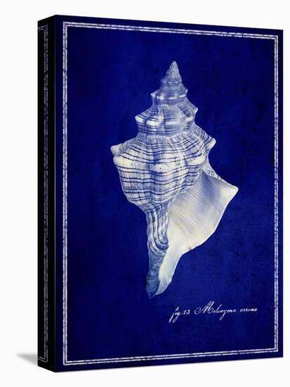 Conch Shell-GI ArtLab-Stretched Canvas