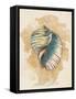 Conch Shell-Lanie Loreth-Framed Stretched Canvas