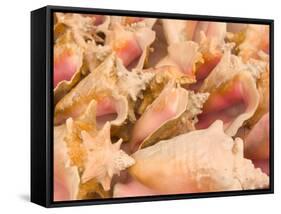 Conch Shells, Blue Hill Beach, Turks and Caicos, Caribbean-Walter Bibikow-Framed Stretched Canvas