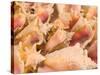 Conch Shells, Blue Hill Beach, Turks and Caicos, Caribbean-Walter Bibikow-Stretched Canvas