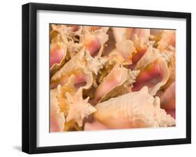 Conch Shells, Blue Hill Beach, Turks and Caicos, Caribbean-Walter Bibikow-Framed Photographic Print