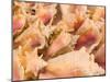 Conch Shells, Blue Hill Beach, Turks and Caicos, Caribbean-Walter Bibikow-Mounted Photographic Print