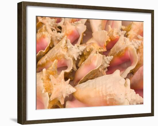 Conch Shells, Blue Hill Beach, Turks and Caicos, Caribbean-Walter Bibikow-Framed Photographic Print