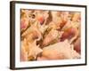 Conch Shells, Blue Hill Beach, Turks and Caicos, Caribbean-Walter Bibikow-Framed Photographic Print