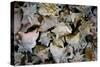 Conch Shells Photo Print Poster-null-Stretched Canvas