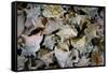 Conch Shells Photo Print Poster-null-Framed Stretched Canvas