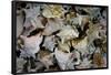 Conch Shells Photo Print Poster-null-Framed Poster