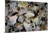 Conch Shells Photo Print Poster-null-Mounted Poster