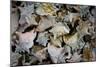 Conch Shells Photo Print Poster-null-Mounted Poster