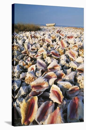 Conch Shells-David Nunuk-Stretched Canvas