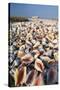 Conch Shells-David Nunuk-Stretched Canvas