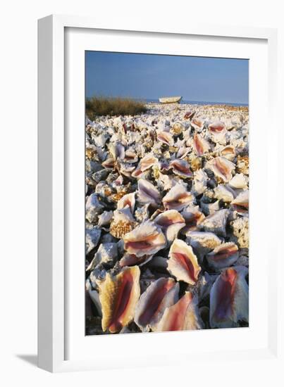 Conch Shells-David Nunuk-Framed Photographic Print