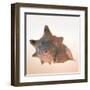 Conch-Tom Artin-Framed Art Print