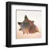 Conch-Tom Artin-Framed Art Print