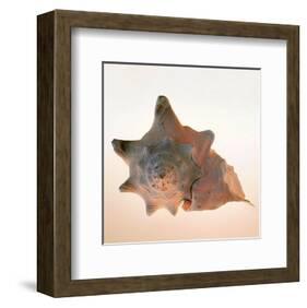 Conch-Tom Artin-Framed Art Print