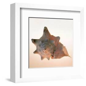 Conch-Tom Artin-Framed Art Print