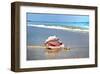 Conch-Jan Michael Ringlever-Framed Art Print