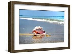 Conch-Jan Michael Ringlever-Framed Art Print