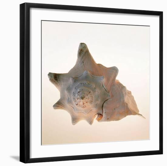 Conch-Tom Artin-Framed Art Print