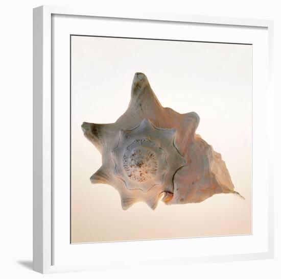 Conch-Tom Artin-Framed Art Print