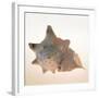 Conch-Tom Artin-Framed Art Print