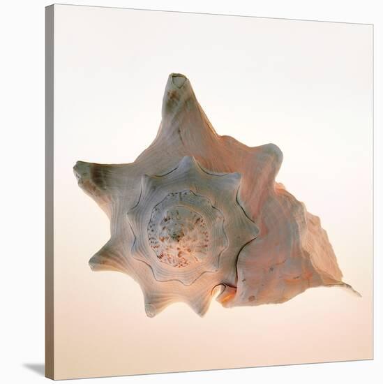 Conch-Tom Artin-Stretched Canvas