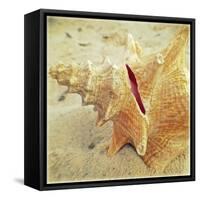 Conch-Lisa Hill Saghini-Framed Stretched Canvas