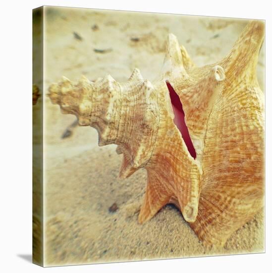 Conch-Lisa Hill Saghini-Stretched Canvas