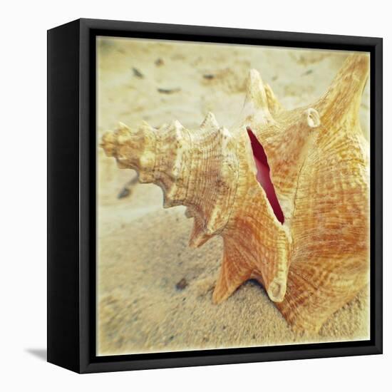 Conch-Lisa Hill Saghini-Framed Stretched Canvas