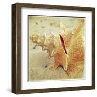 Conch-Lisa Hill Saghini-Framed Art Print