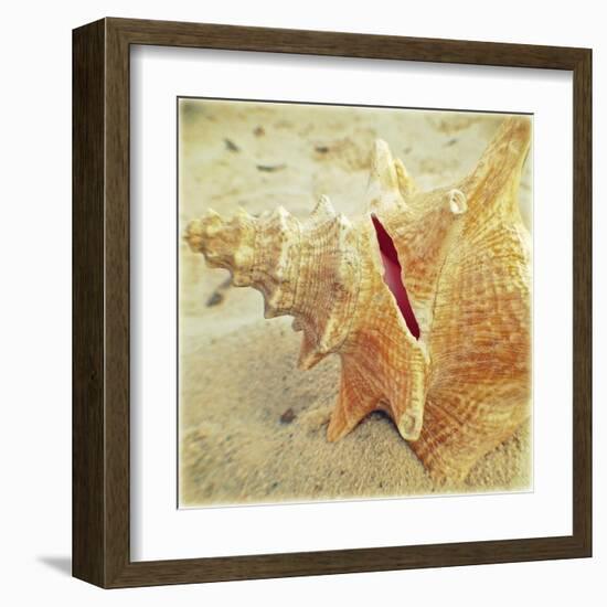 Conch-Lisa Hill Saghini-Framed Art Print